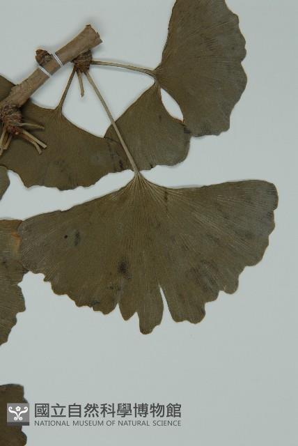 銀杏藏品圖，第3張