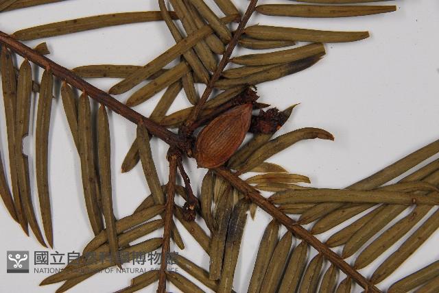 臺灣粗榧、台灣三尖杉藏品圖，第3張