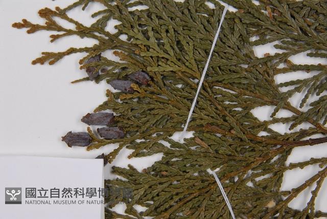 台灣肖楠藏品圖，第3張