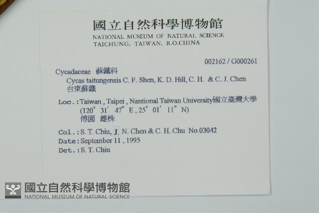 台東蘇鐵藏品圖，第2張