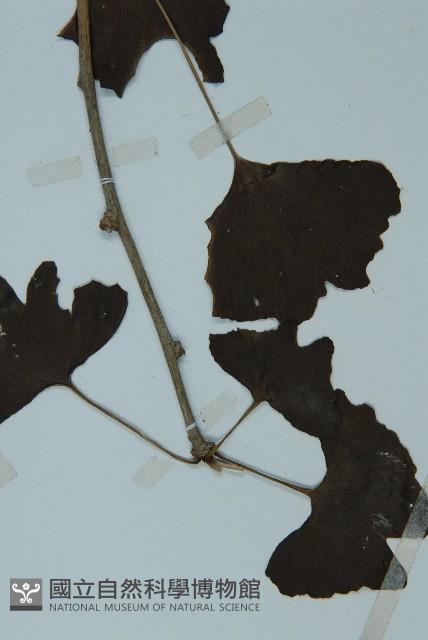 銀杏藏品圖，第3張