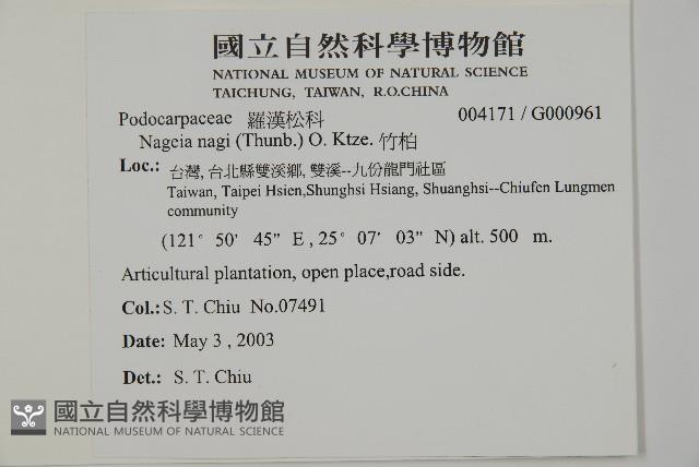 竹柏藏品圖，第5張