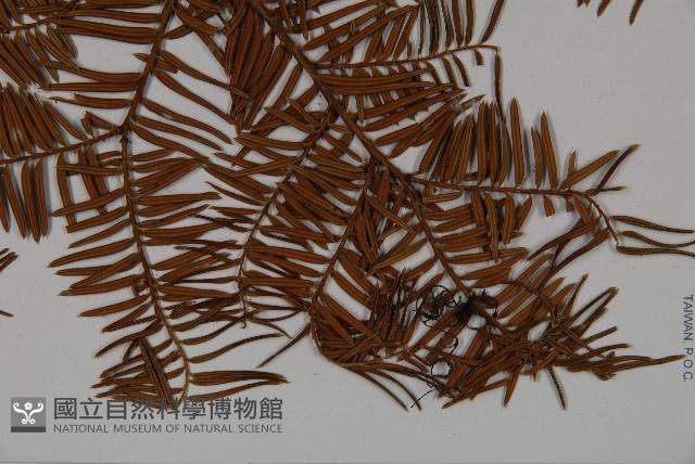 雲南紅豆杉藏品圖，第3張