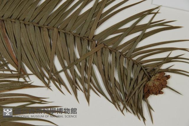 杉木藏品圖，第3張