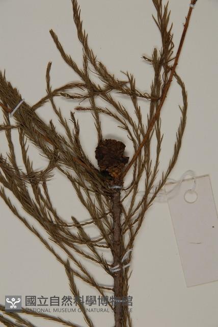 柳杉藏品圖，第3張