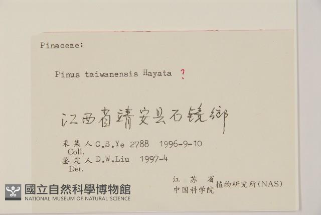 臺灣二葉松藏品圖，第2張