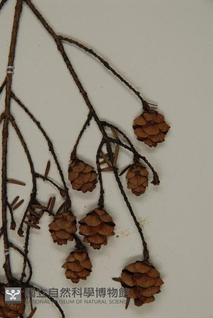 臺灣鐵杉藏品圖，第3張