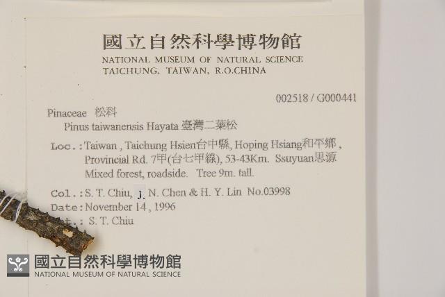 臺灣二葉松藏品圖，第2張