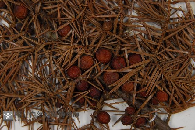 Formosan juniper Collection Image, Figure 3, Total 5 Figures