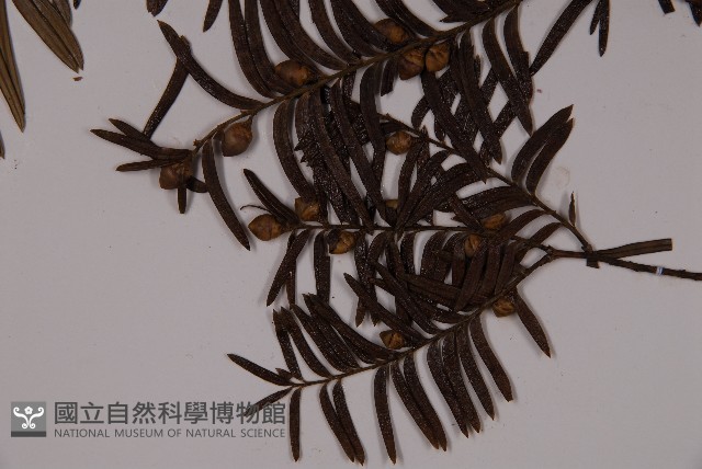登錄號:G000941藏品圖，第3張