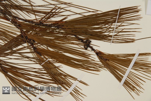 臺灣華山松藏品圖，第3張