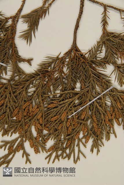 檜柏藏品圖，第3張