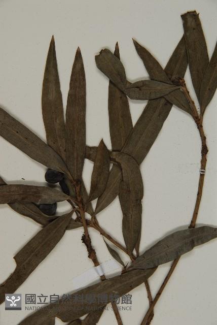 桃實百日青藏品圖，第3張