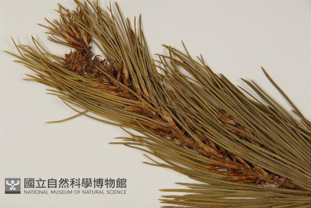 白皮松藏品圖，第3張