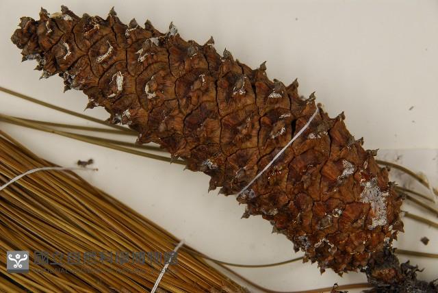 大王松藏品圖，第3張