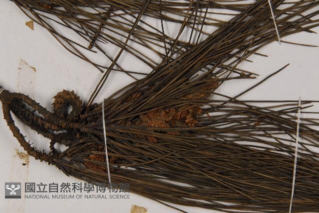 Ryukyu pine Collection Image, Figure 3, Total 5 Figures