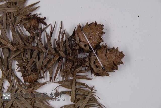 杉木藏品圖，第3張