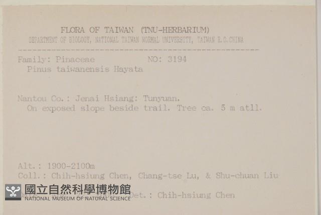 臺灣二葉松藏品圖，第2張