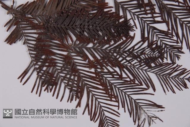 水杉藏品圖，第3張