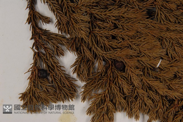 香青藏品圖，第3張