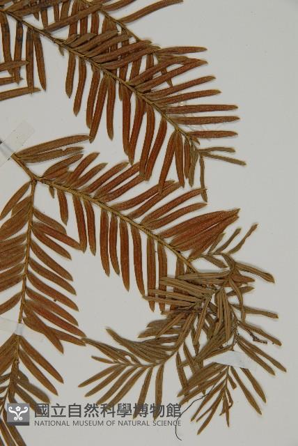 臺灣紅豆杉、紫杉、南方紅豆杉藏品圖，第3張