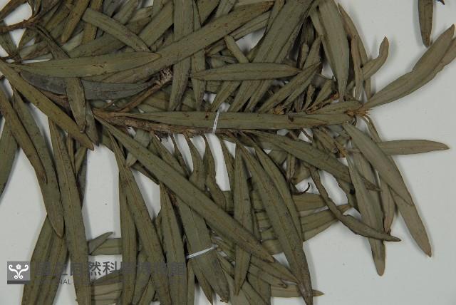 小葉羅漢松藏品圖，第3張