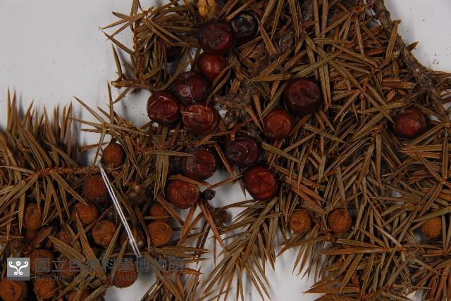 刺柏藏品圖，第3張