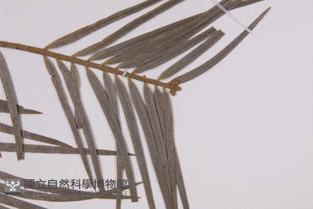 三尖杉藏品圖，第3張