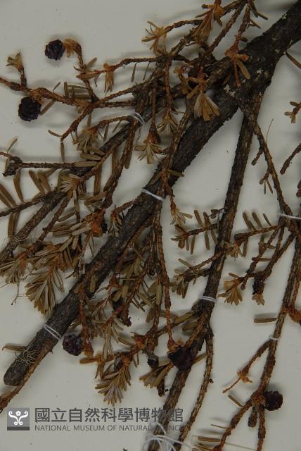 臺灣鐵杉藏品圖，第3張