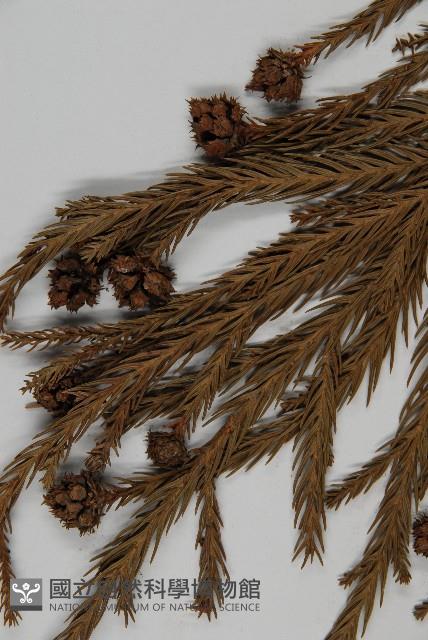 柳杉藏品圖，第3張