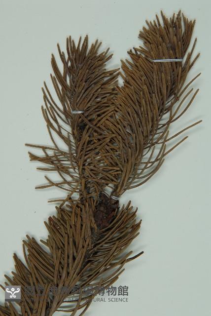 蒼山冷杉藏品圖，第3張