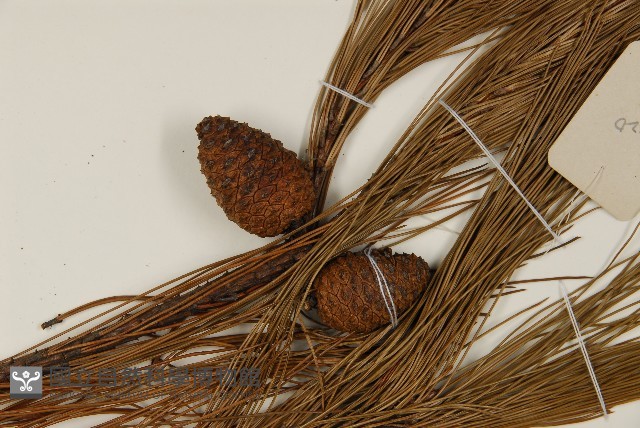 馬尾松藏品圖，第3張