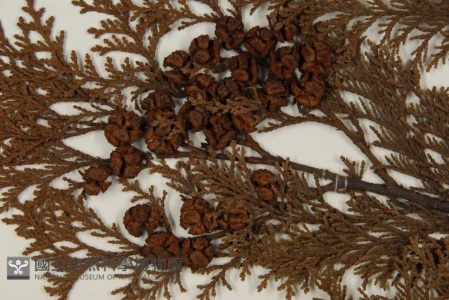 臺灣扁柏藏品圖，第3張