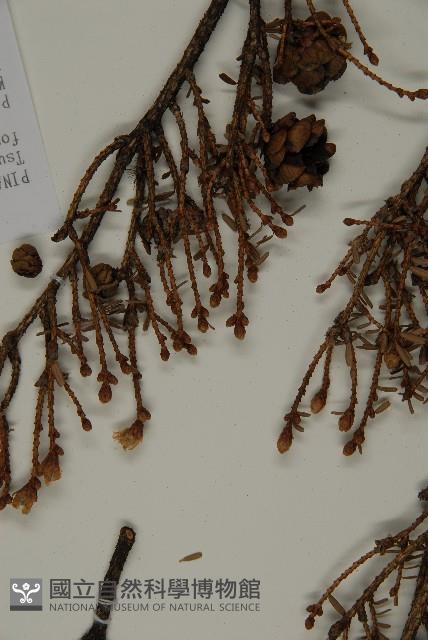 臺灣鐵杉藏品圖，第3張