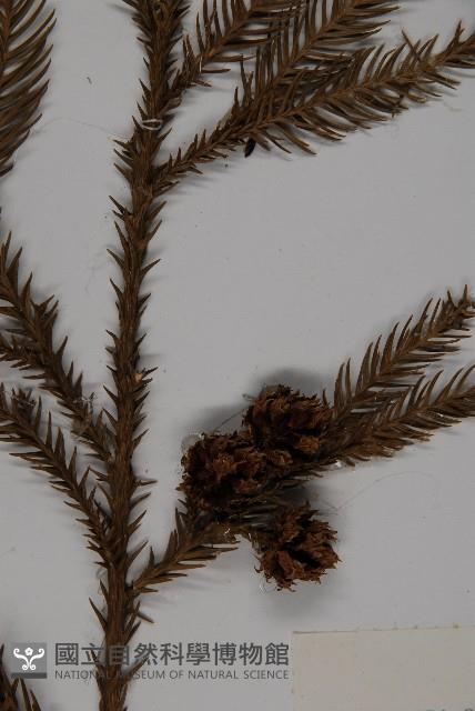 柳杉藏品圖，第3張