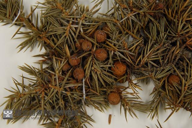 刺柏藏品圖，第3張