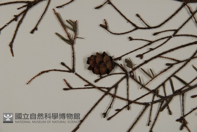 臺灣鐵杉藏品圖，第3張