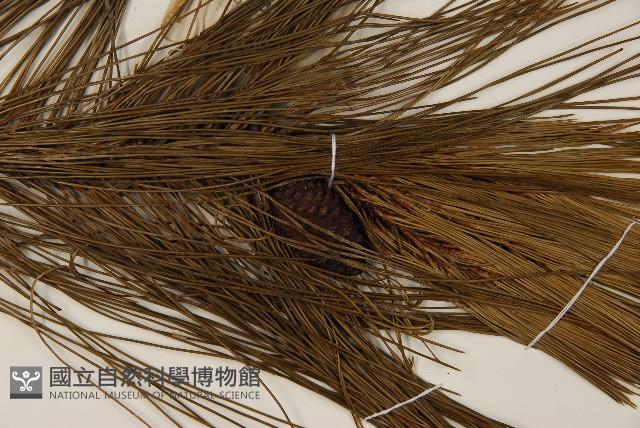 馬尾松藏品圖，第3張