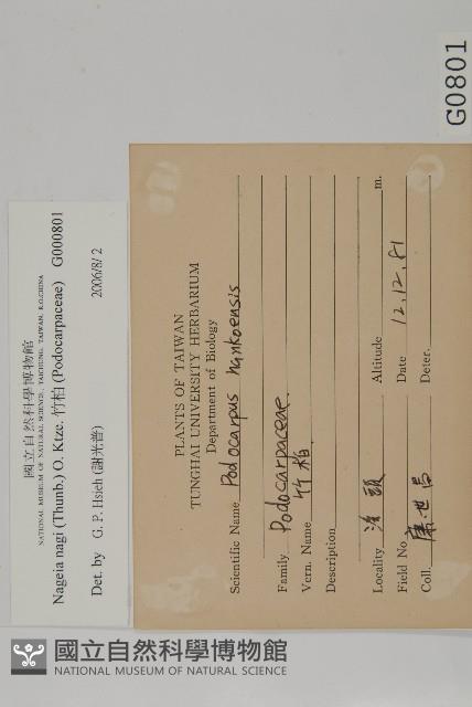 竹柏藏品圖，第2張