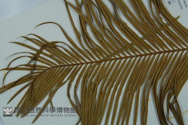 台東蘇鐵藏品圖，第3張