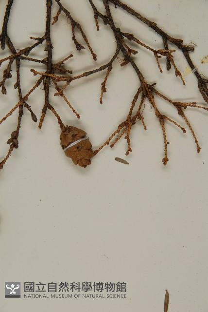 臺灣鐵杉藏品圖，第3張