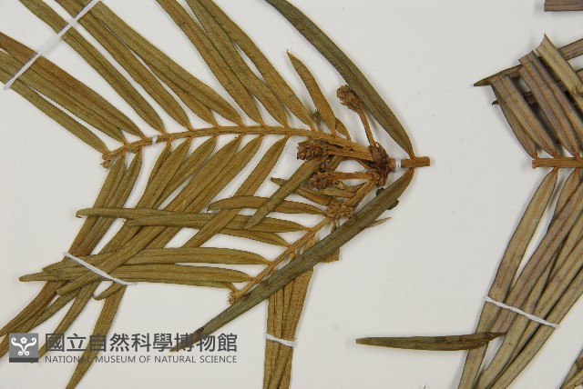 三尖杉藏品圖，第3張