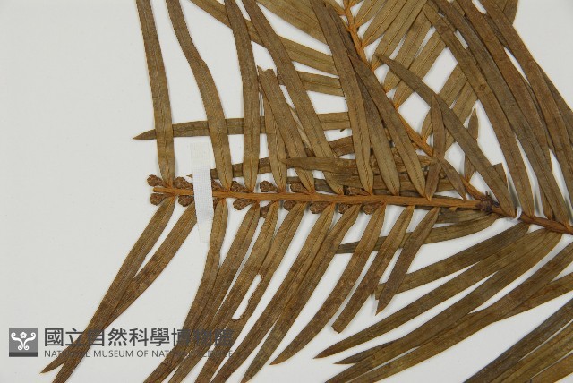 三尖杉藏品圖，第3張