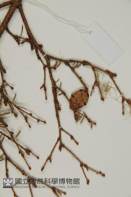 臺灣鐵杉藏品圖，第3張