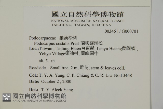 蘭嶼羅漢松藏品圖，第2張