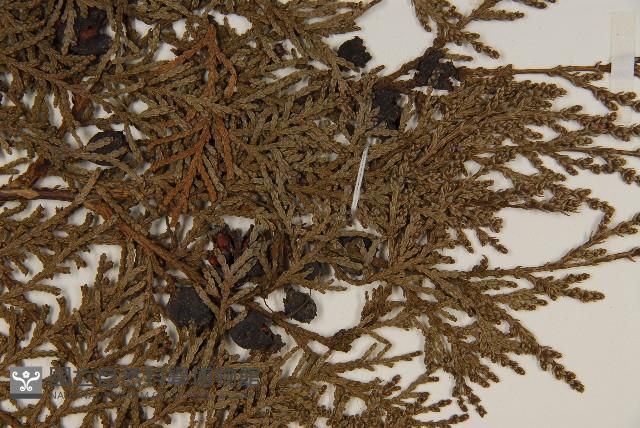 側柏藏品圖，第3張