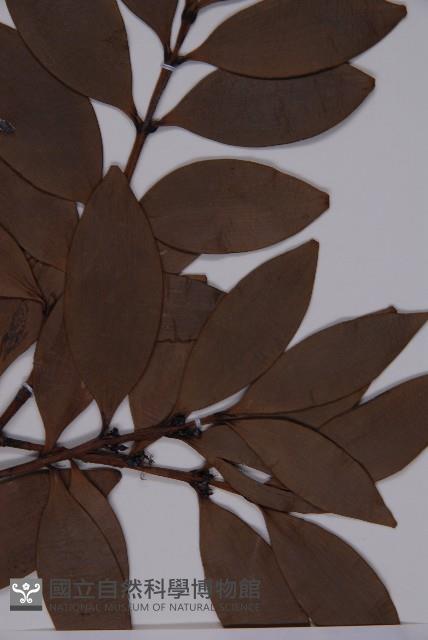 竹柏藏品圖，第3張