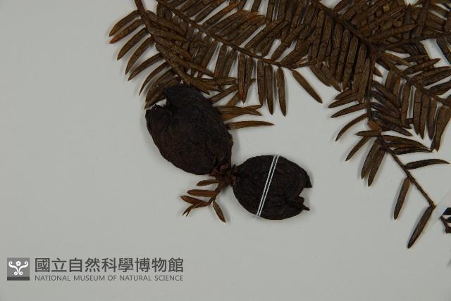 香榧藏品圖，第3張