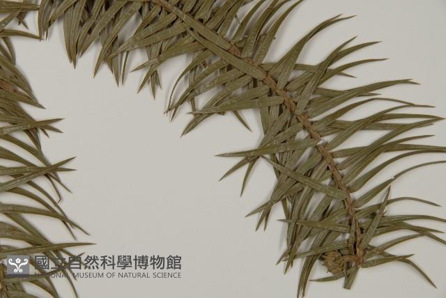 杉木藏品圖，第3張