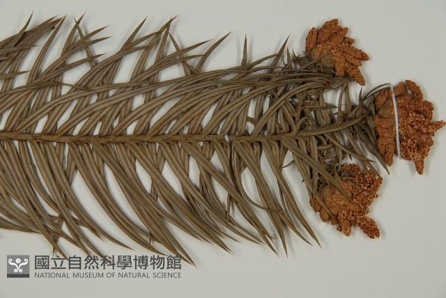 柳杉藏品圖，第3張